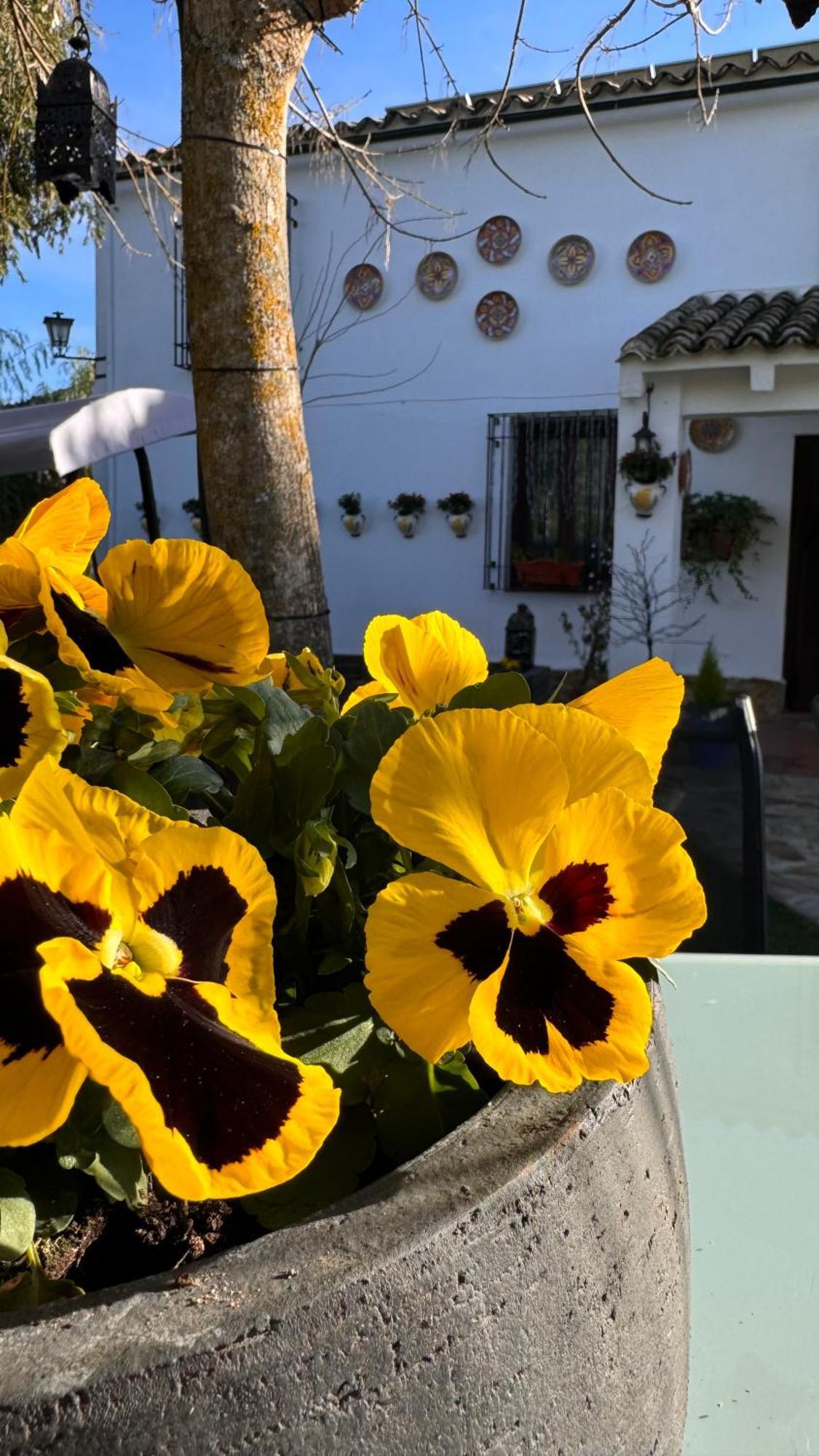 Cortijo Rodeo. Alojamiento Rural Carcabuey Bagian luar foto